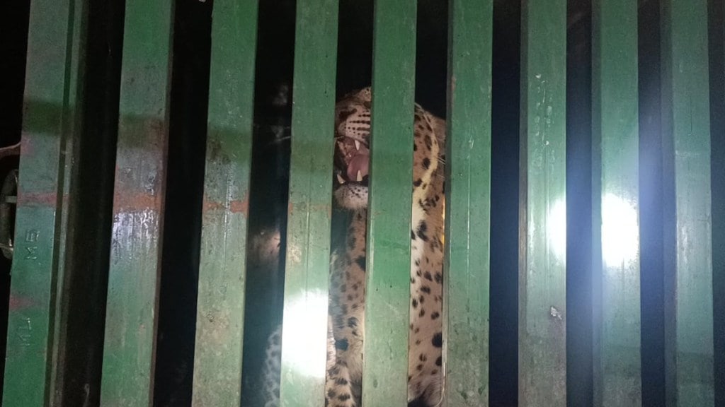 leopard got stuck in a cage set up by the forest department in Girda village Buldhana | गिरडा शिवारात पुन्हा 'ट्रॅप'!सहावा बिबट अडकला पिंजऱ्यात; 'ती' अडकली, 'तो' रेंगाळला... ( संग्रहित छायाचित्र)/ लोकसत्ता