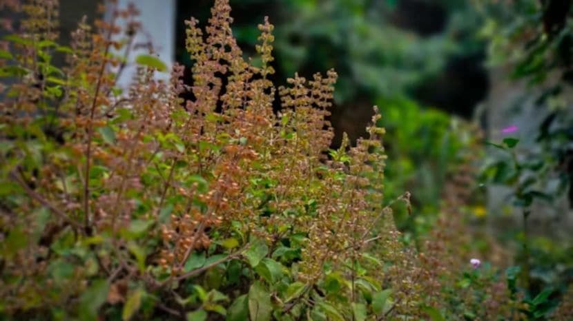 What happens to the body when you eat tulsi leaves on an empty stomach every day know what expert says 