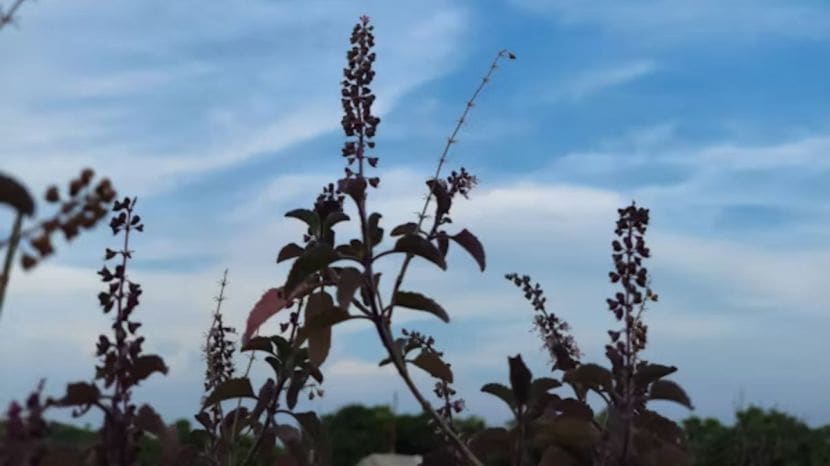 What happens to the body when you eat tulsi leaves on an empty stomach every day know what expert says 