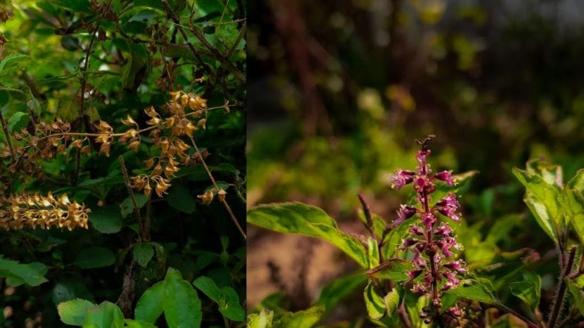 What happens to the body when you eat tulsi leaves on an empty stomach every day know what expert says 