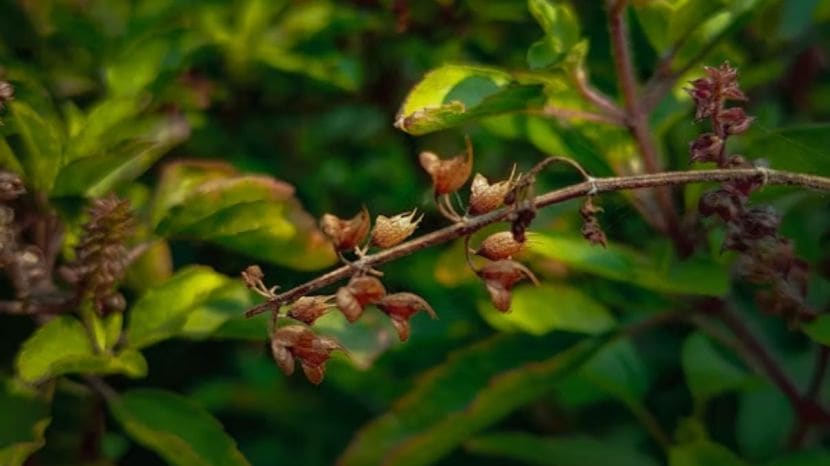 What happens to the body when you eat tulsi leaves on an empty stomach every day know what expert says 