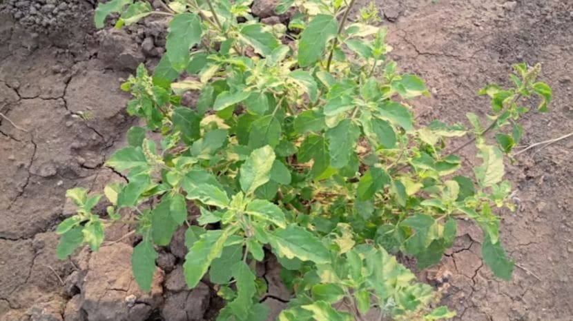 What happens to the body when you eat tulsi leaves on an empty stomach every day know what expert says 