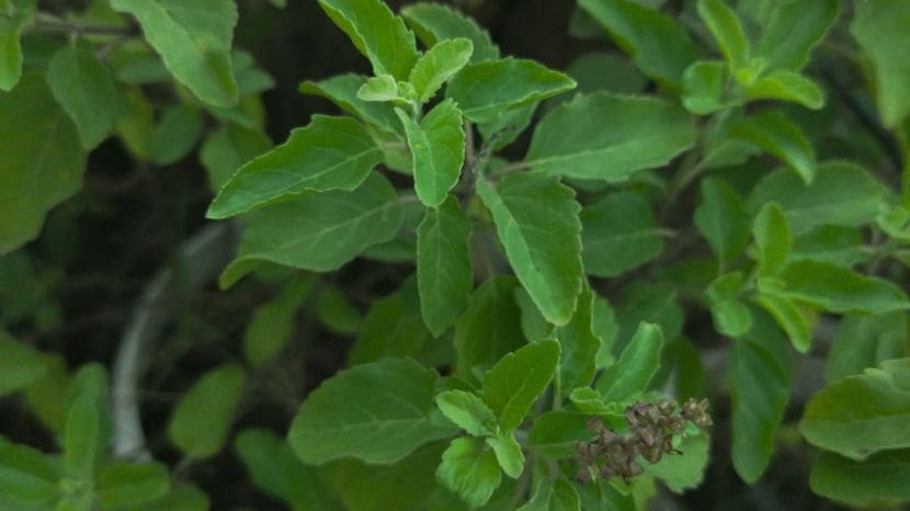 What happens to the body when you eat tulsi leaves on an empty stomach every day know what expert says 