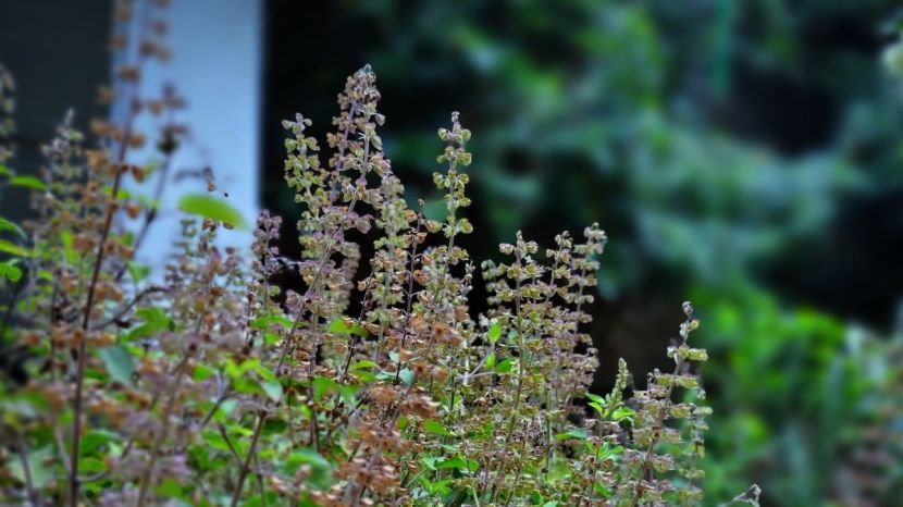 What happens to the body when you eat tulsi leaves on an empty stomach every day know what expert says 