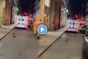 video shows a loyal dog chased an ambulance