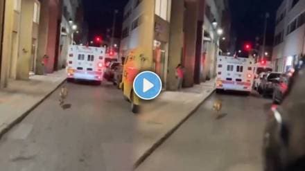 video shows a loyal dog chased an ambulance