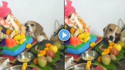 viral video ganapati bappa modak