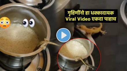 lizard viral video in marathi