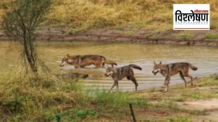 Wolves terrorize villages in Bahraich district of Uttar Pradesh