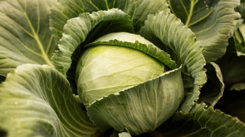 wrapping your feet in cabbage leaves benefits