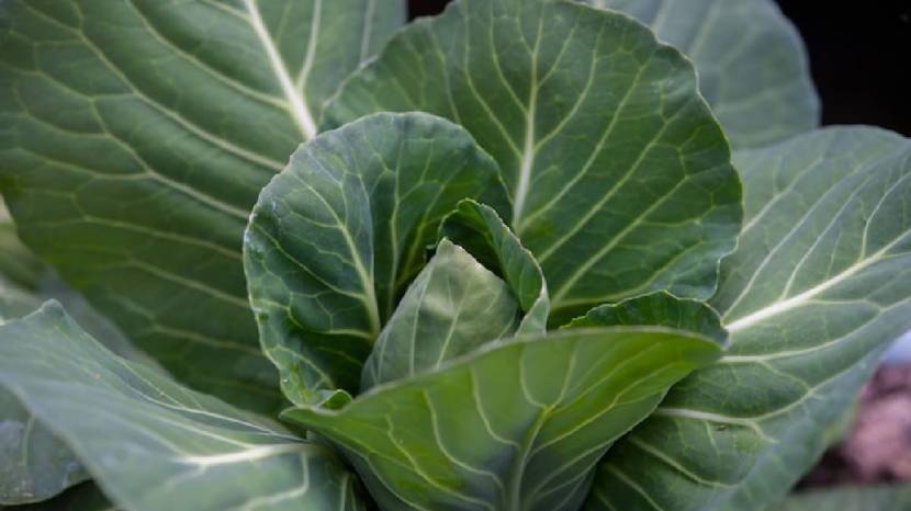 wrapping your feet in cabbage leaves