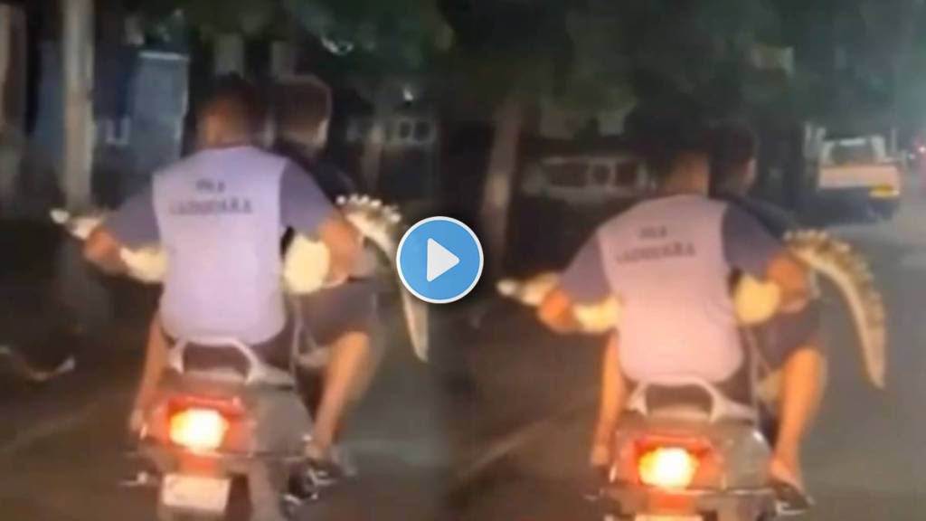 youngsters carrying crocodile on scooter