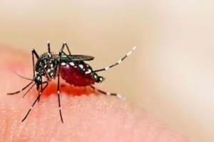 5 Zika virus patients died in Pune Print news