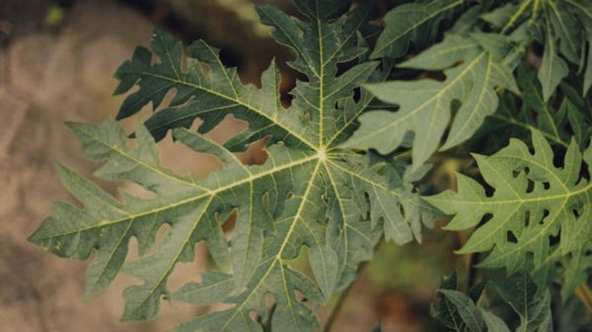 Health Benefits of Papaya Leaf Water