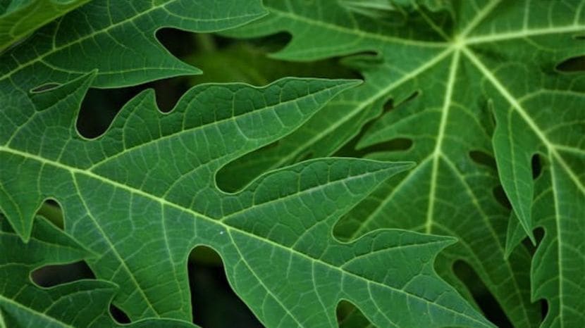 Health Benefits of Papaya Leaf Water