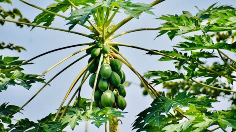 Health Benefits of Papaya Leaf Water