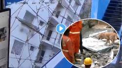 Building Collapses: पत्त्यासारखी कोसळली इमारत; ५ जणांचा मृत्यू, अनेकजण अडकल्याची भीती, थरारक व्हिडीओ व्हायरल