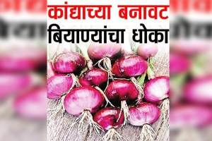 loksatta Lokshivar fake onion seeds in the market has increased for sale