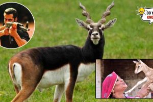 How is BlackBuck related to Bishnoi community