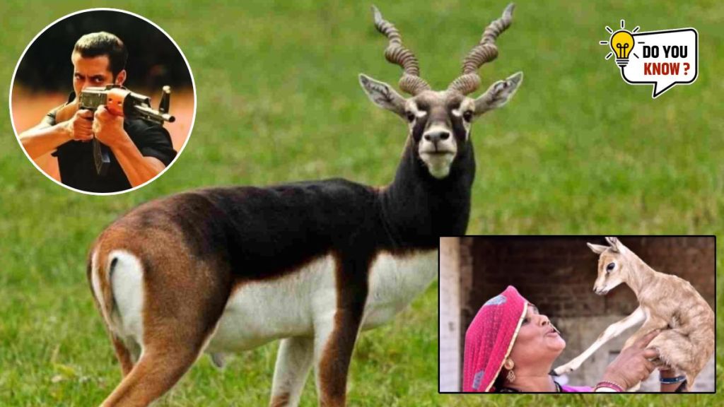 How is BlackBuck related to Bishnoi community