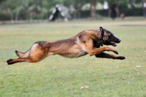 Indian Army dog Phantom