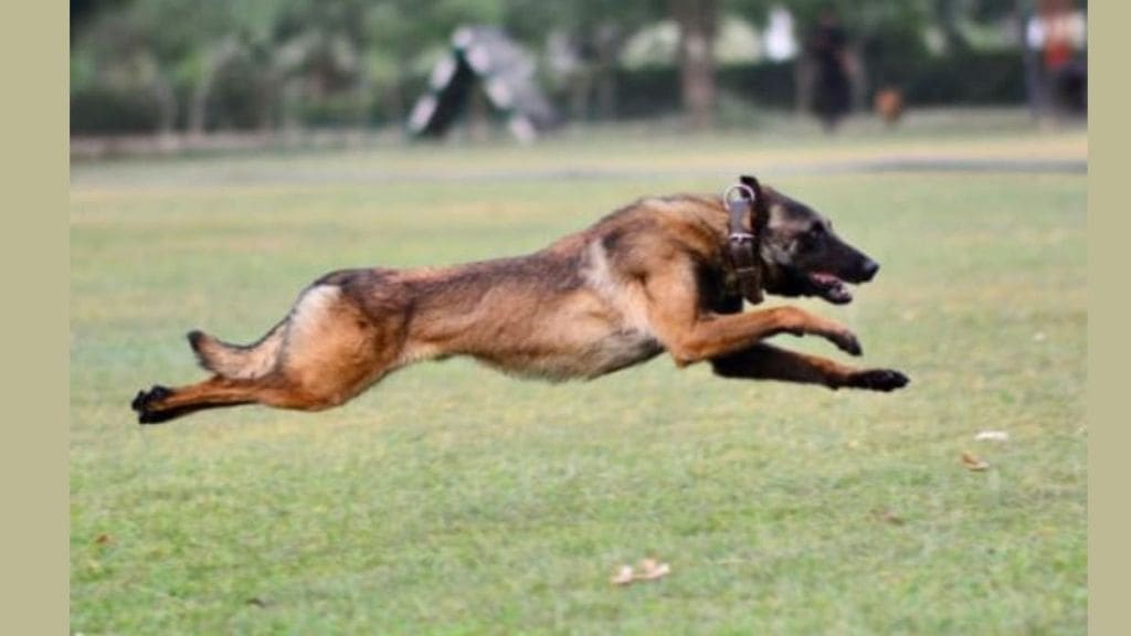 Indian Army dog Phantom