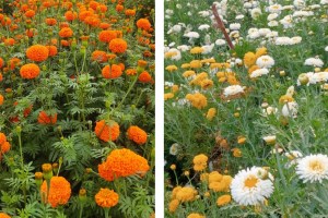 Loksatta lokshivar Floriculture Crop Marigold Flower Farming