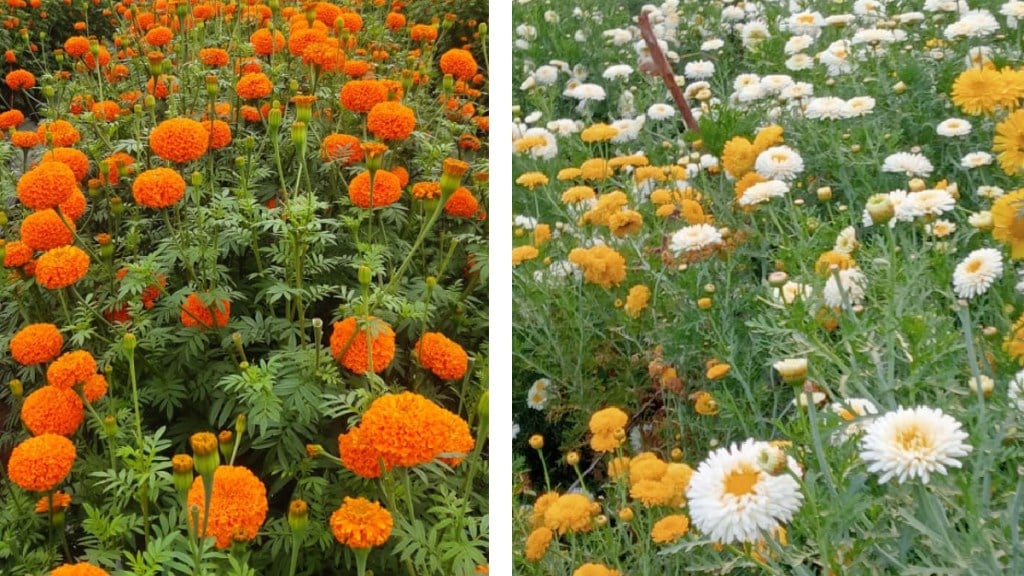 Loksatta lokshivar Floriculture Crop Marigold Flower Farming