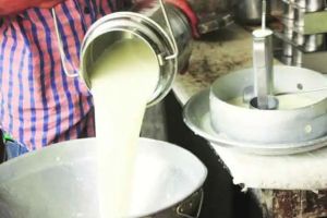 highest price of milk is Rs 83 per litre on Kojagari Poornima