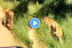 Shocking video animal old lion video viral on social media trending news