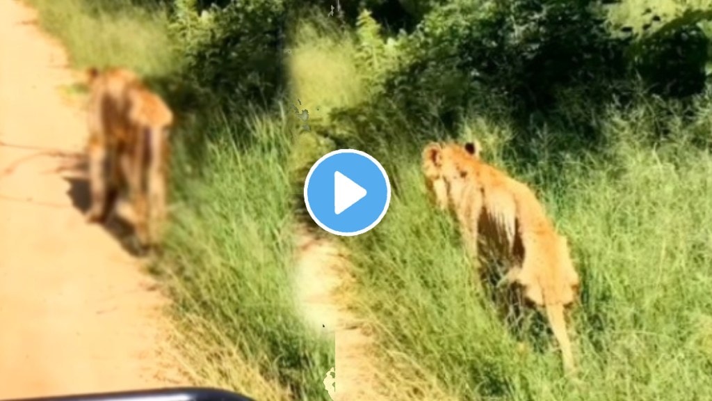 Shocking video animal old lion video viral on social media trending news