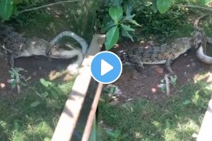 Animal Video Viral Python Vs Crocodile Fighting watch Who Will Win at the end shocking video