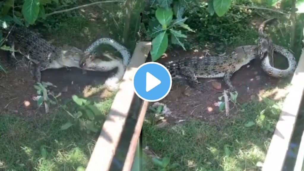 Animal Video Viral Python Vs Crocodile Fighting watch Who Will Win at the end shocking video