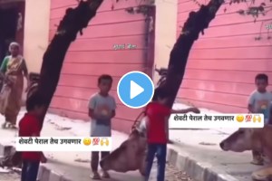 Littele boys took blessings from cow heart touching video