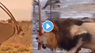 Shocking video animal fight video deer vs lion video viral on social media