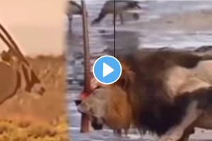 Shocking video animal fight video deer vs lion video viral on social media