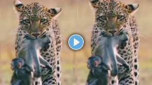 Leopard attack on monkey mother