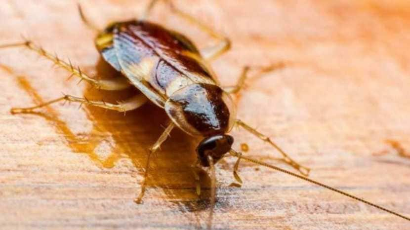 Home remedies for cockroaches