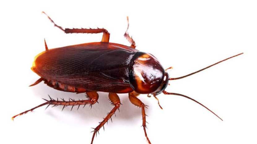 Home remedies for cockroaches