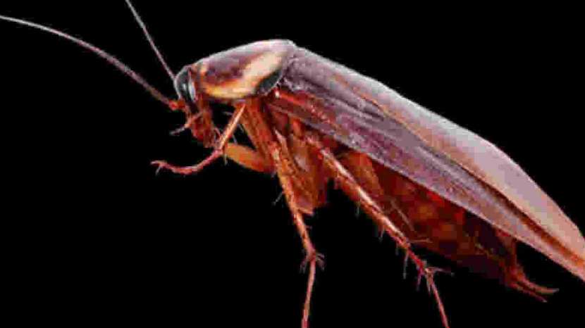 Home remedies for cockroaches