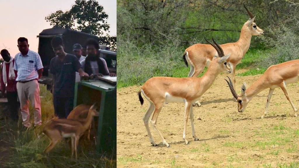 wardha injured antelopes treatment