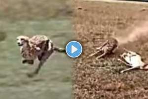 A starving cheetah wrestled a trick to attack a deer