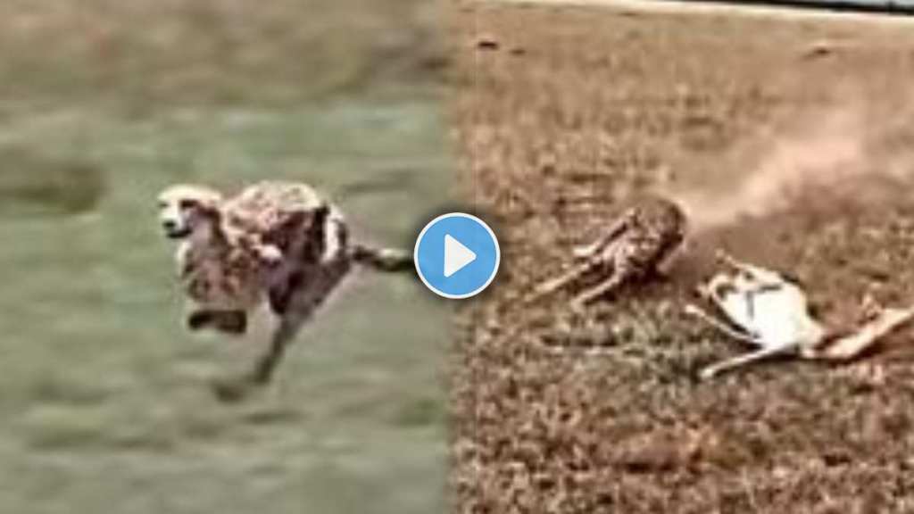 A starving cheetah wrestled a trick to attack a deer