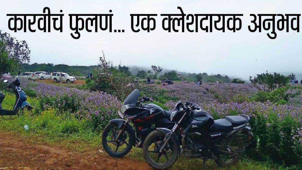 Cars of visitors to karvi flowers crushed bushes along road