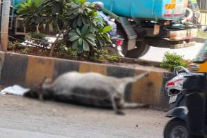 Cow lying dead, Dahisar toll booth,