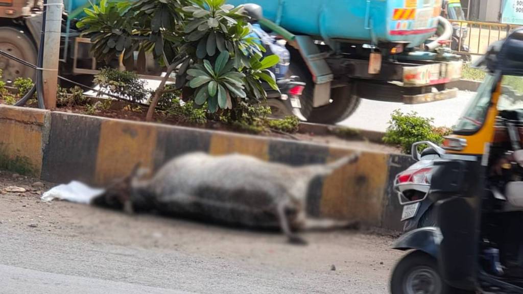 Cow lying dead, Dahisar toll booth,