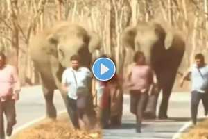 Elephant tried to attack two persons