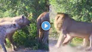 Hyenas try pull lion off buffalo by its tail