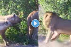 Hyenas try pull lion off buffalo by its tail