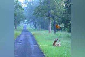 Chhota Dadiyal tiger, Moharli, Tadoba-Andhari tiger,